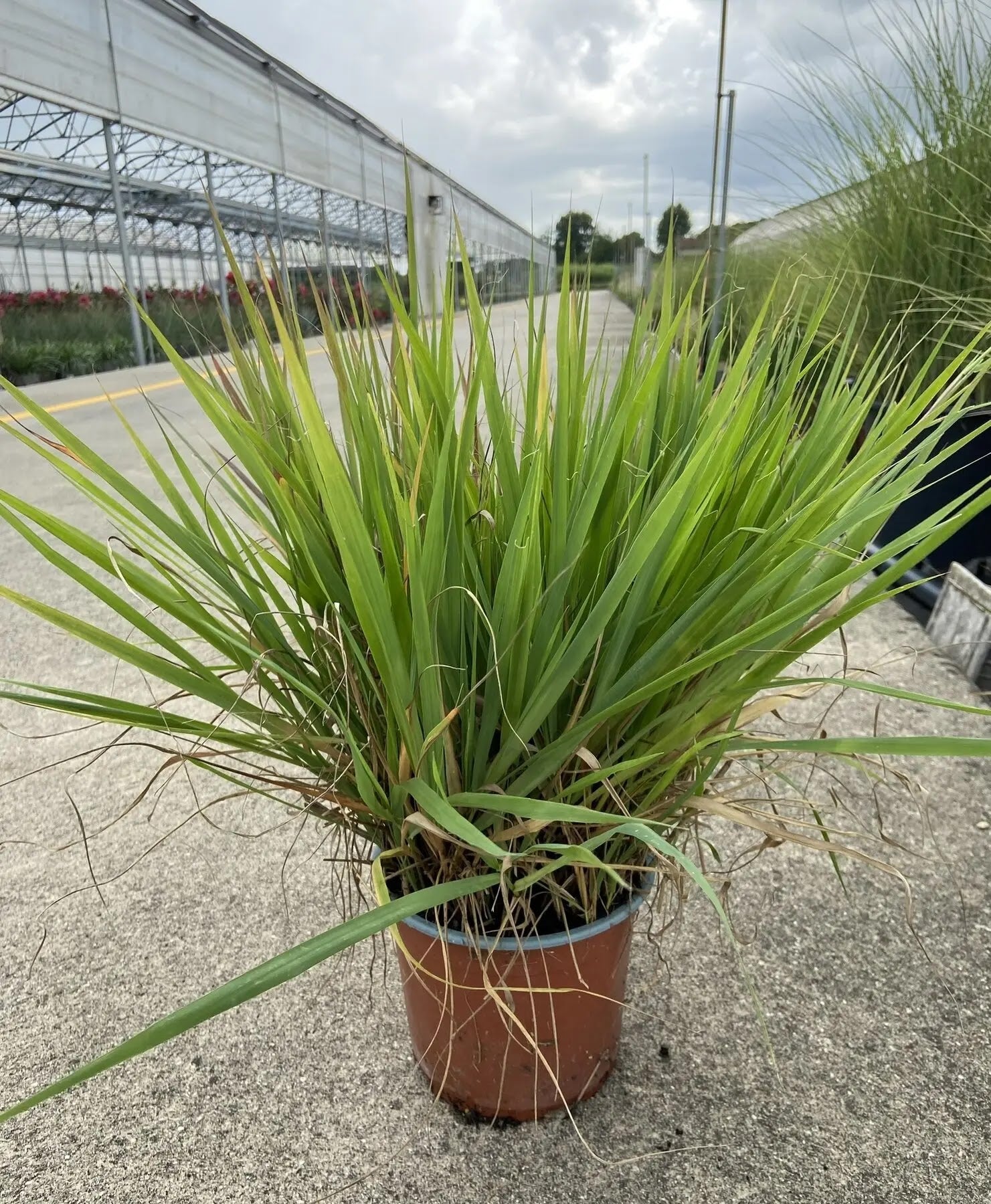 Dettaglio foglie variegate bianco-verde di Calamagrostis Overdam con striature luminose caratteristiche