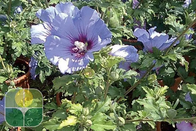 Hibiscus syriacus Ultramarine arbusto fiorito con caratteristici fiori blu violacei in giardino