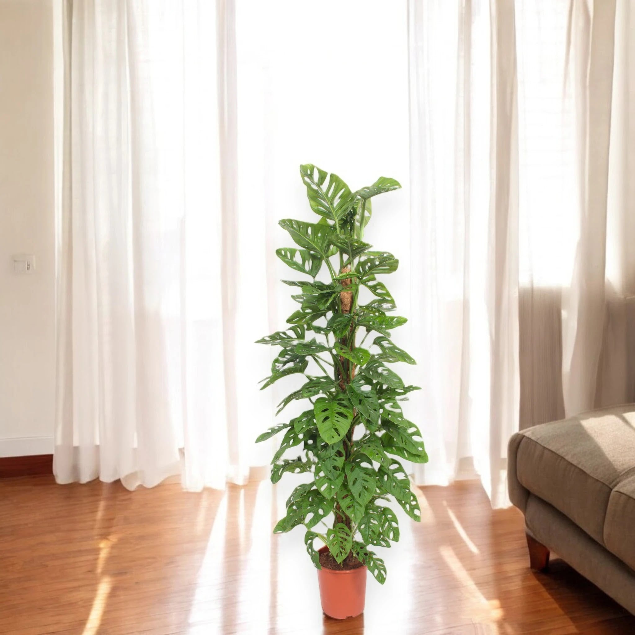 Monstera adansonii