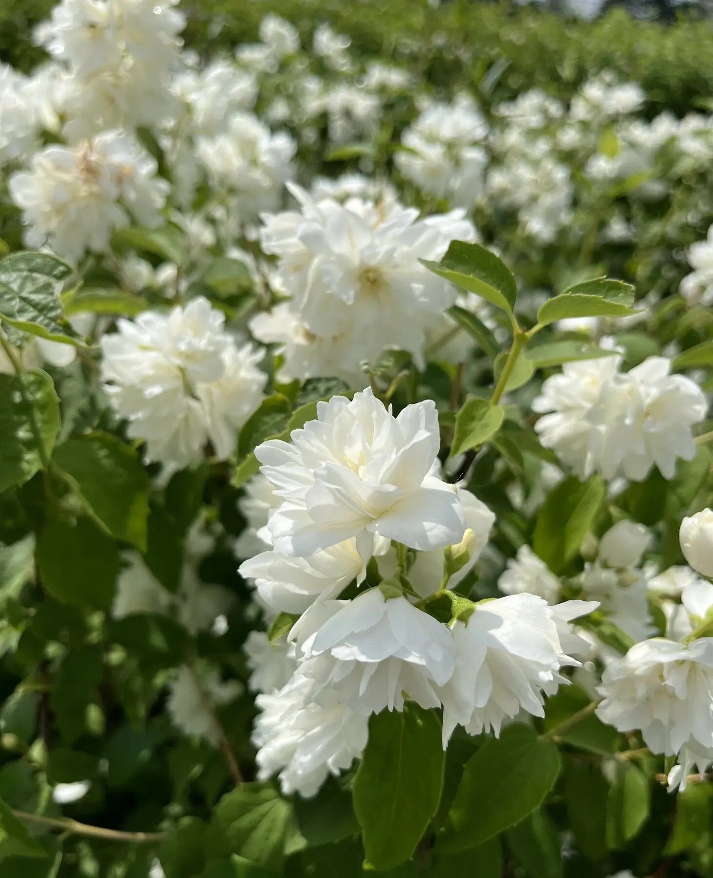 Filadelfo - Philadelphus coronarius 'Virginalis'