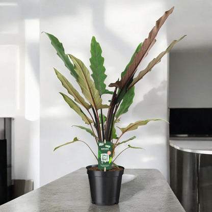Dettaglio foglia Alocasia lautebrachiana color bronzo con riflessi metallici e venature scure
