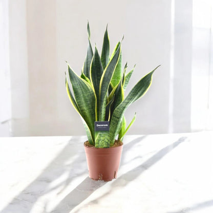 Sansevieria trifasciata 'Futura Superba'