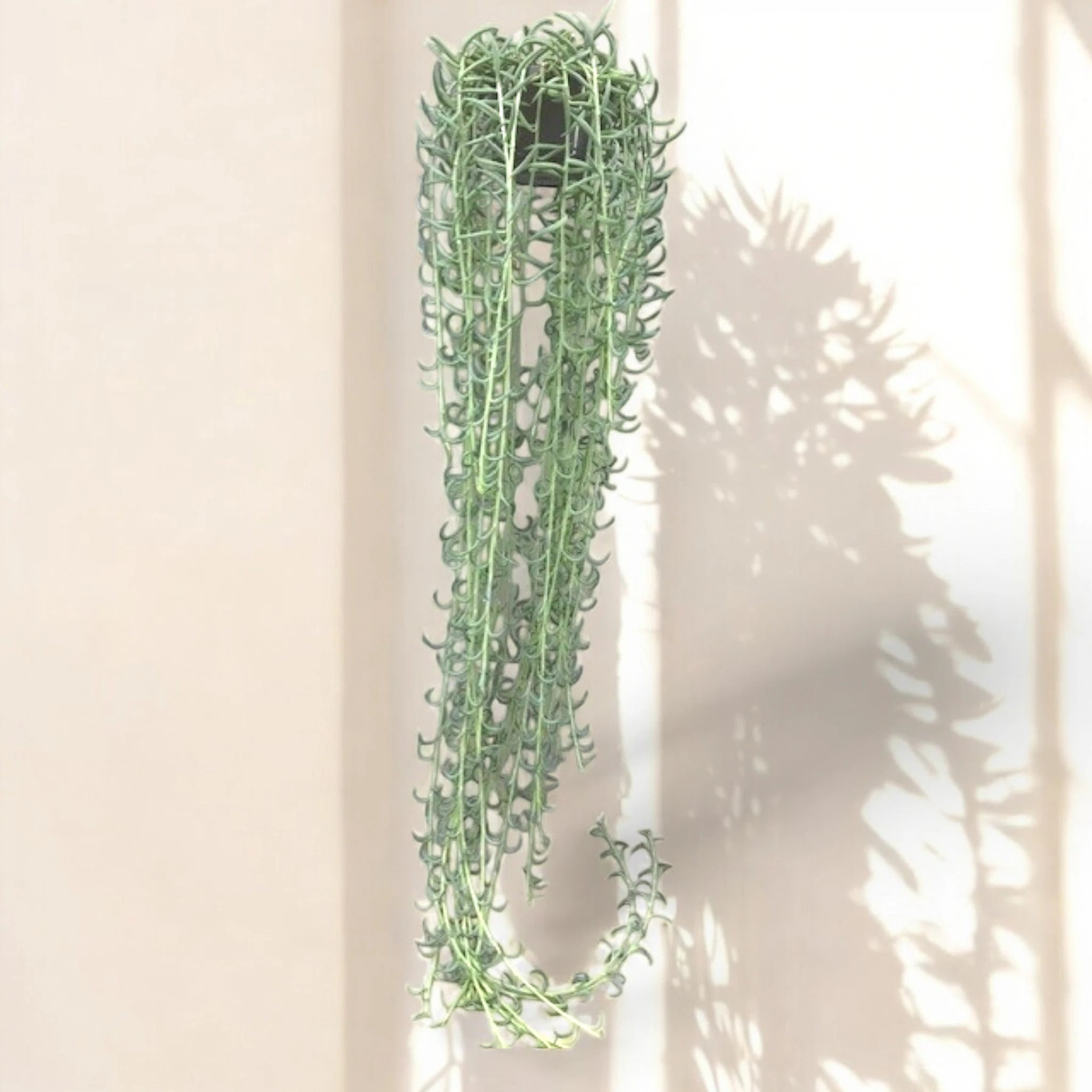 Senecio radicans