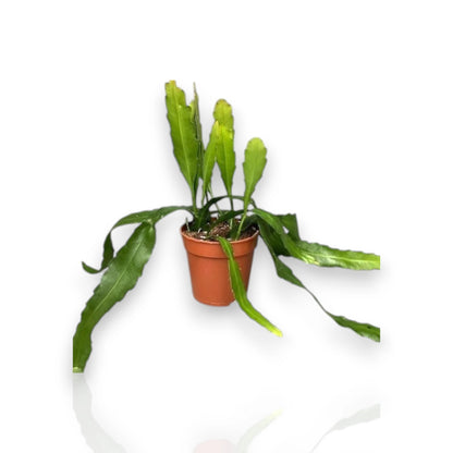 Epiphyllum fruhlingsgold