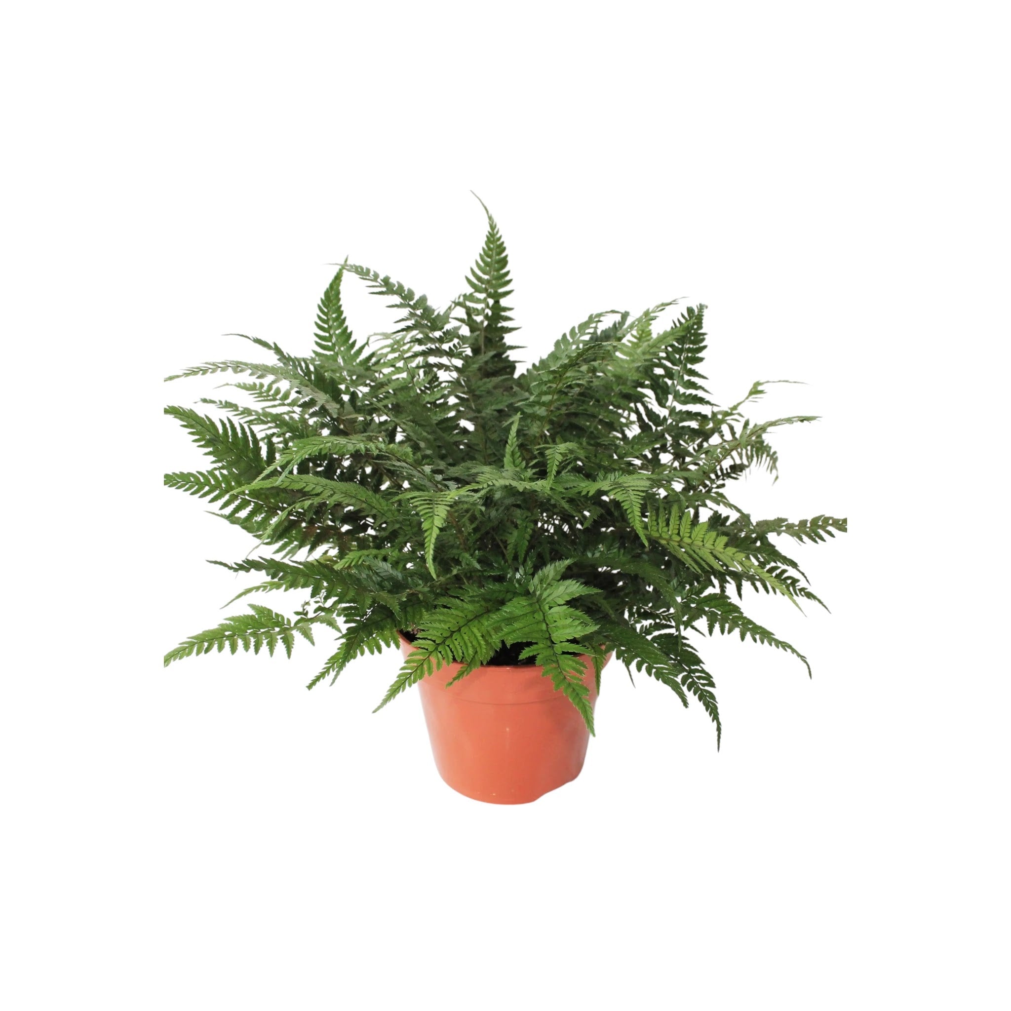 Athyrium spicatum