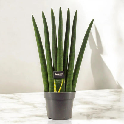 Dettaglio foglie cilindriche carnose verde scuro con striature della Sansevieria cylindrica Fan