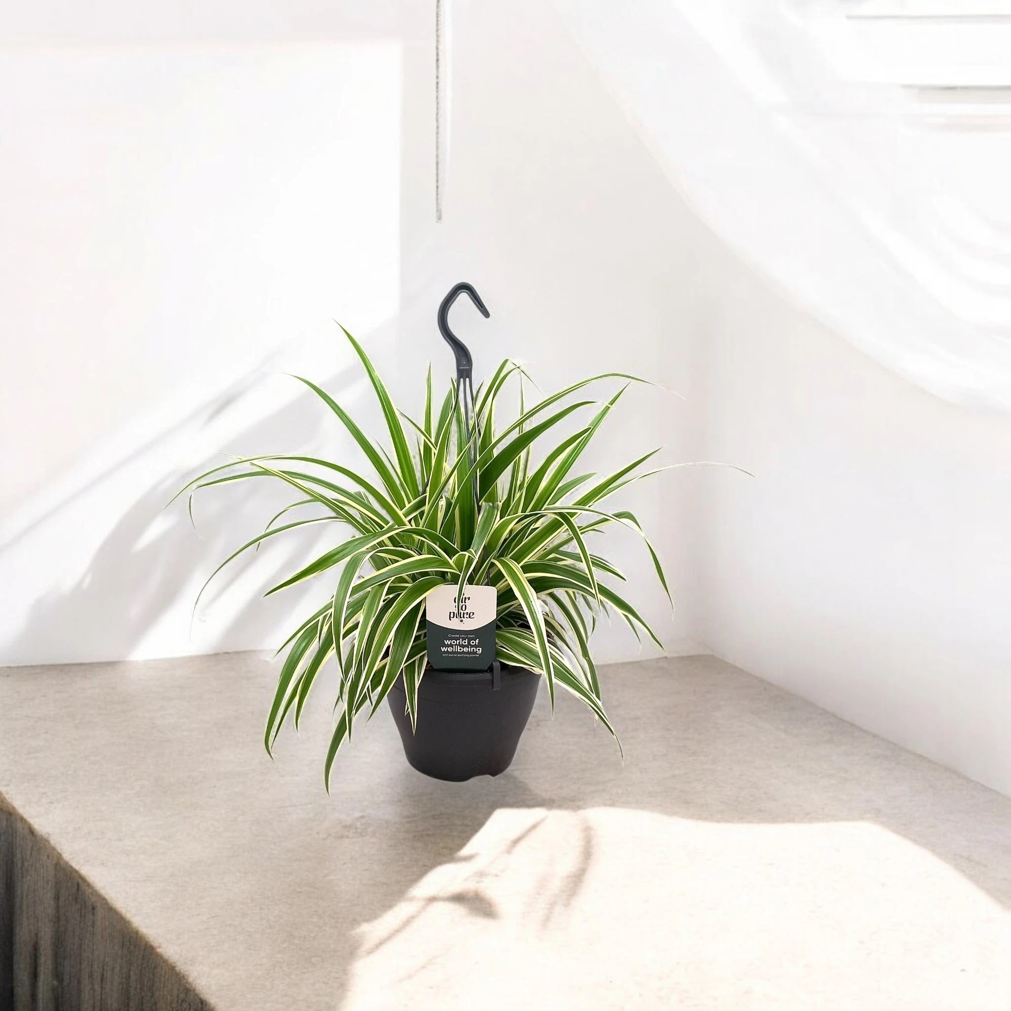Chlorophytum comosum 'Vittatum'