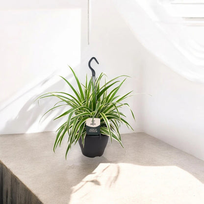 Chlorophytum comosum 'Vittatum'