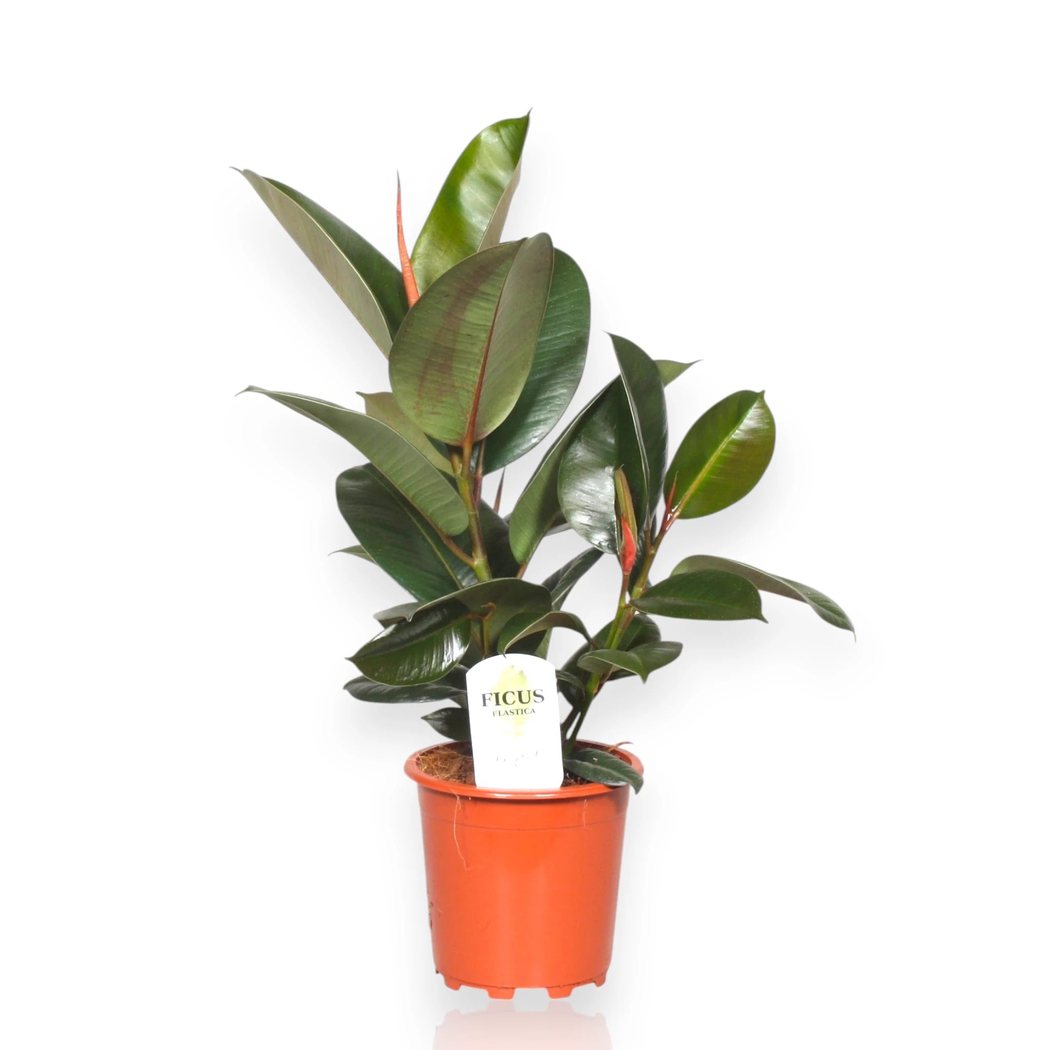 Ficus elastica 'Robusta'