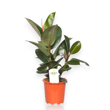Ficus elastica 'Robusta'