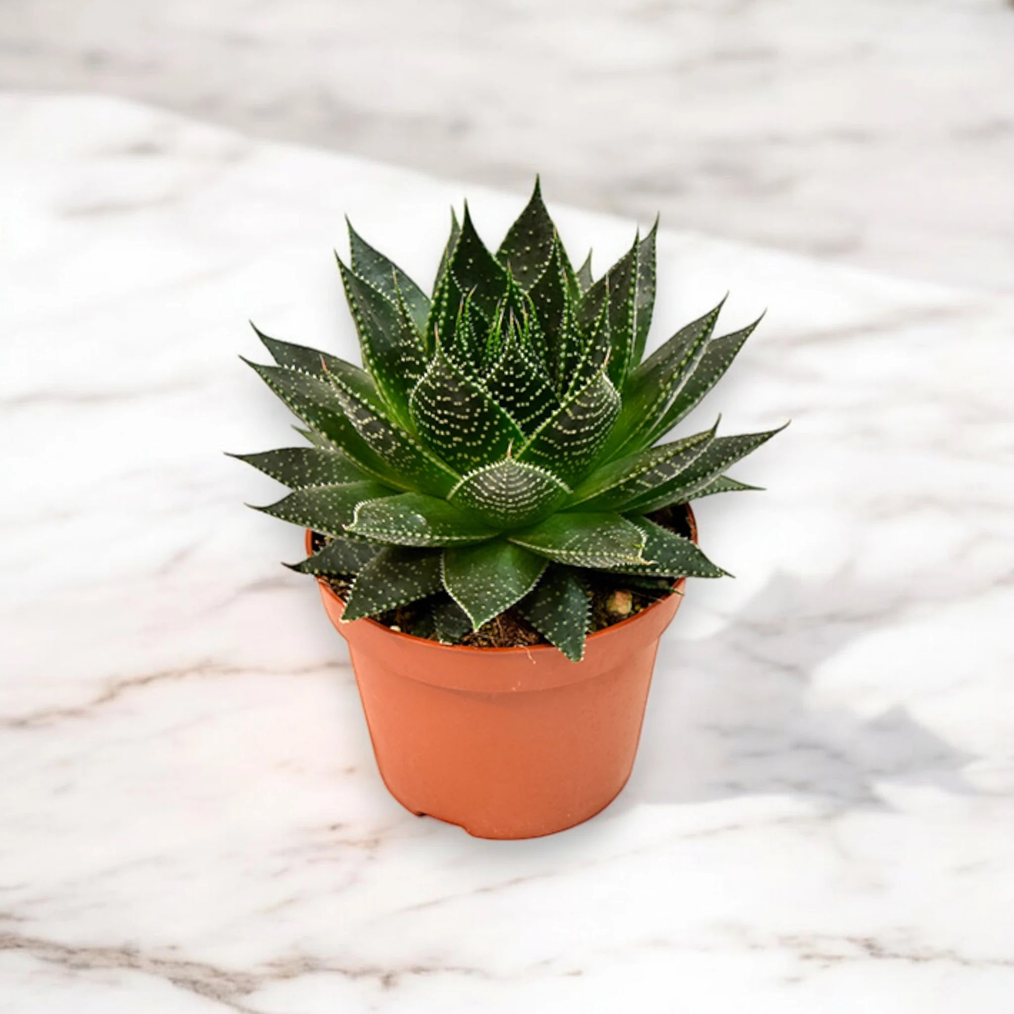 Aloe aristata 'Safari Ami'