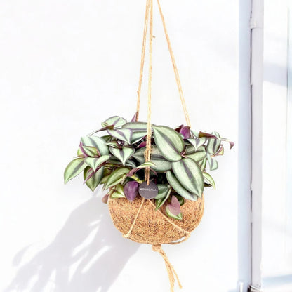 Tradescantia zebrina 'Purpusii' kokedama