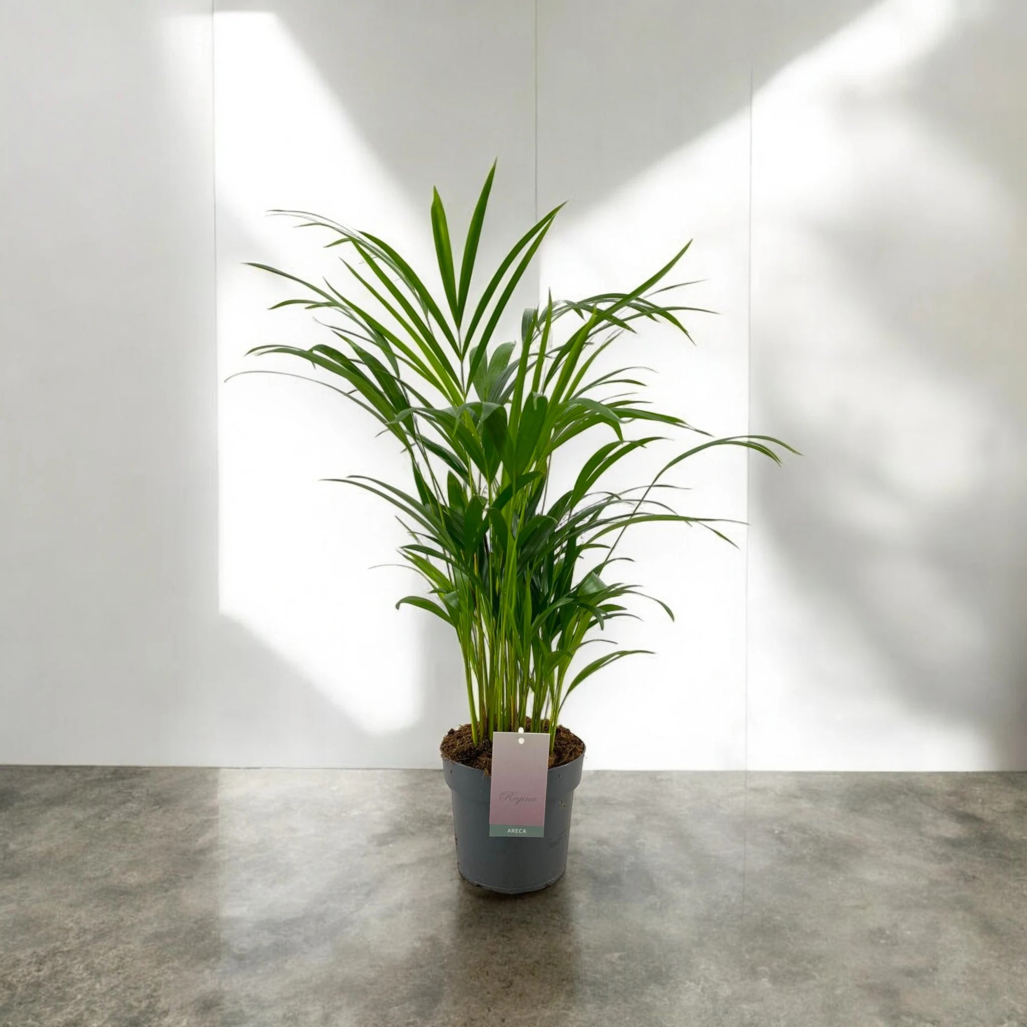 Areca - Dypsis lutescens