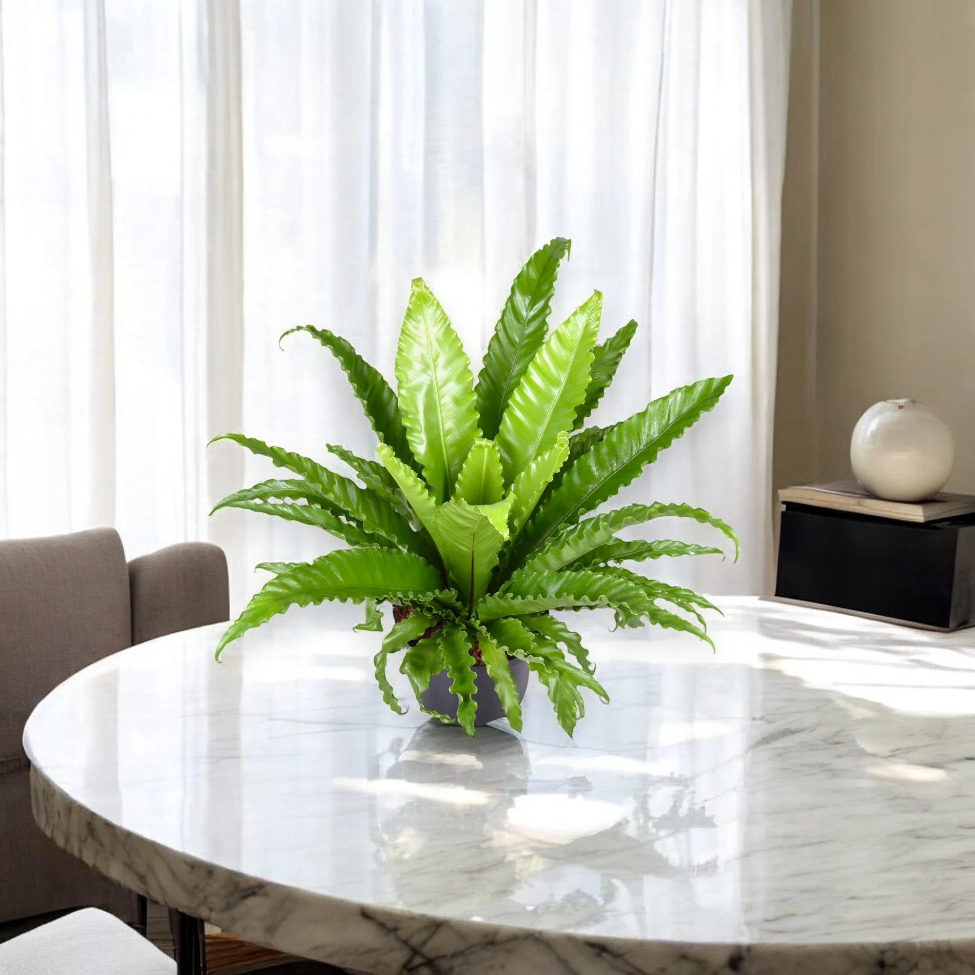 Asplenium antiquum 'Osaka'