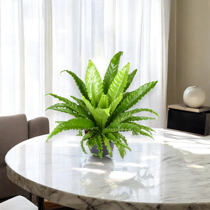 Asplenium antiquum 'Osaka'