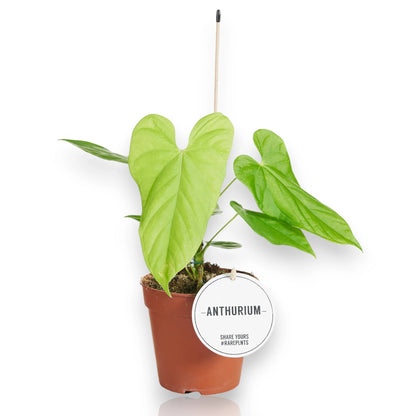 Anthurium Balaloanum in vaso, pianta tropicale con foglie carnose e venature prominenti