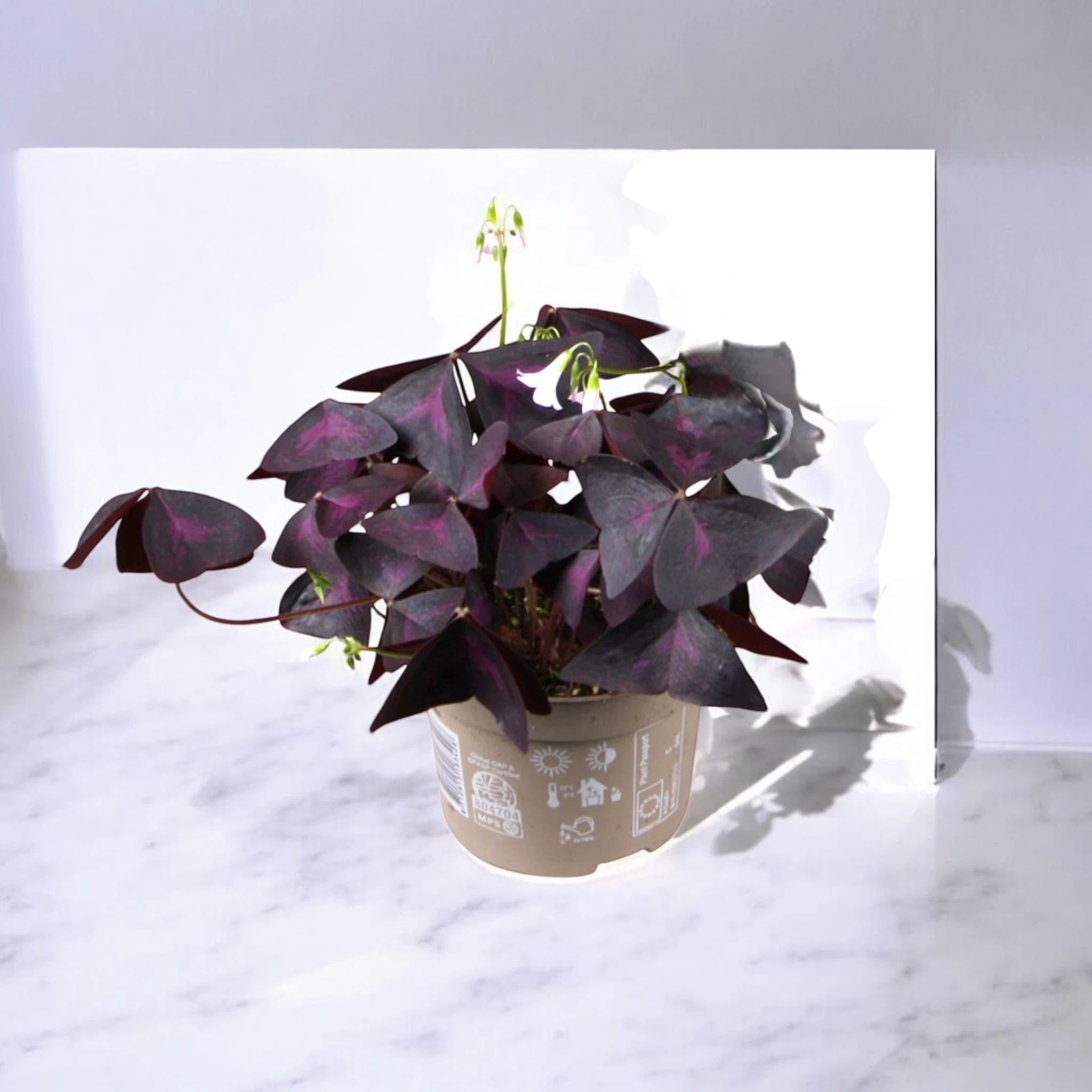 Oxalis triangularis