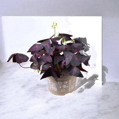 Oxalis triangularis
