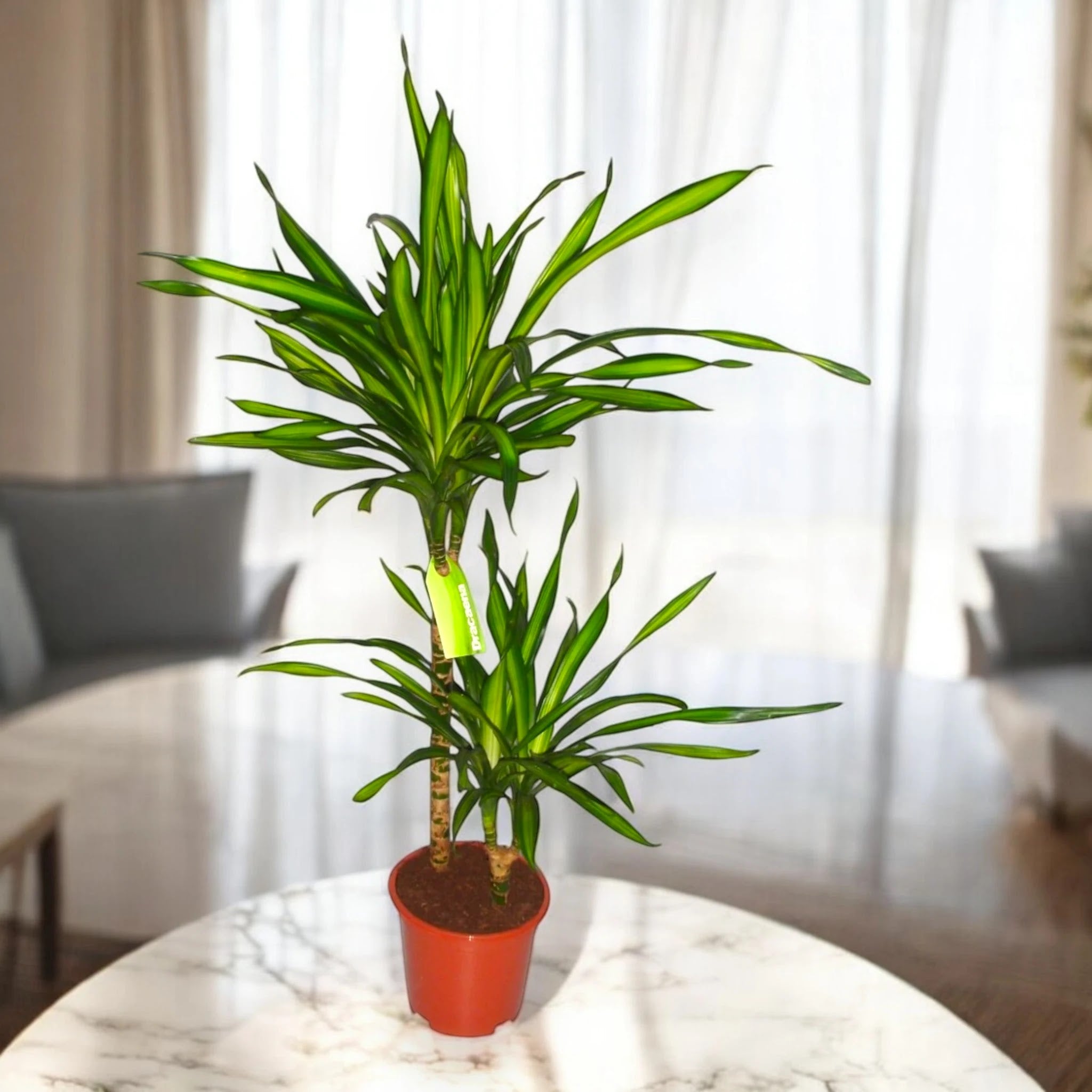 Dracaena fragrans 'Riki'
