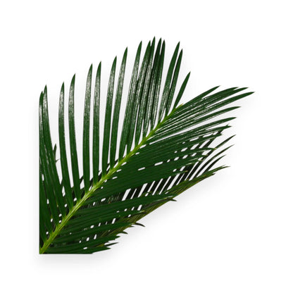 Cycas revoluta in vaso con fronde pennate disposte a corona in ambiente interno moderno