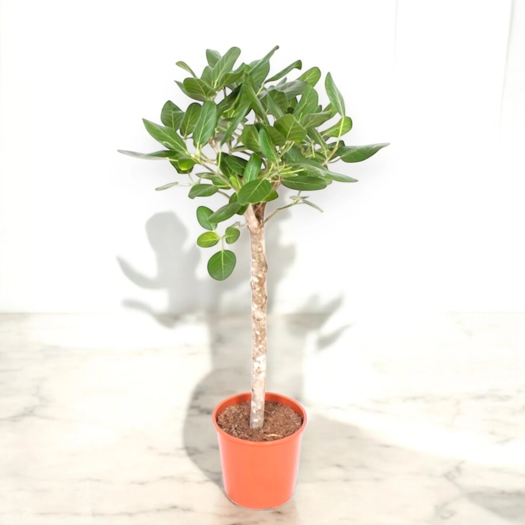 Ficus benghalensis