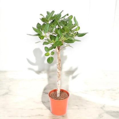 Ficus benghalensis