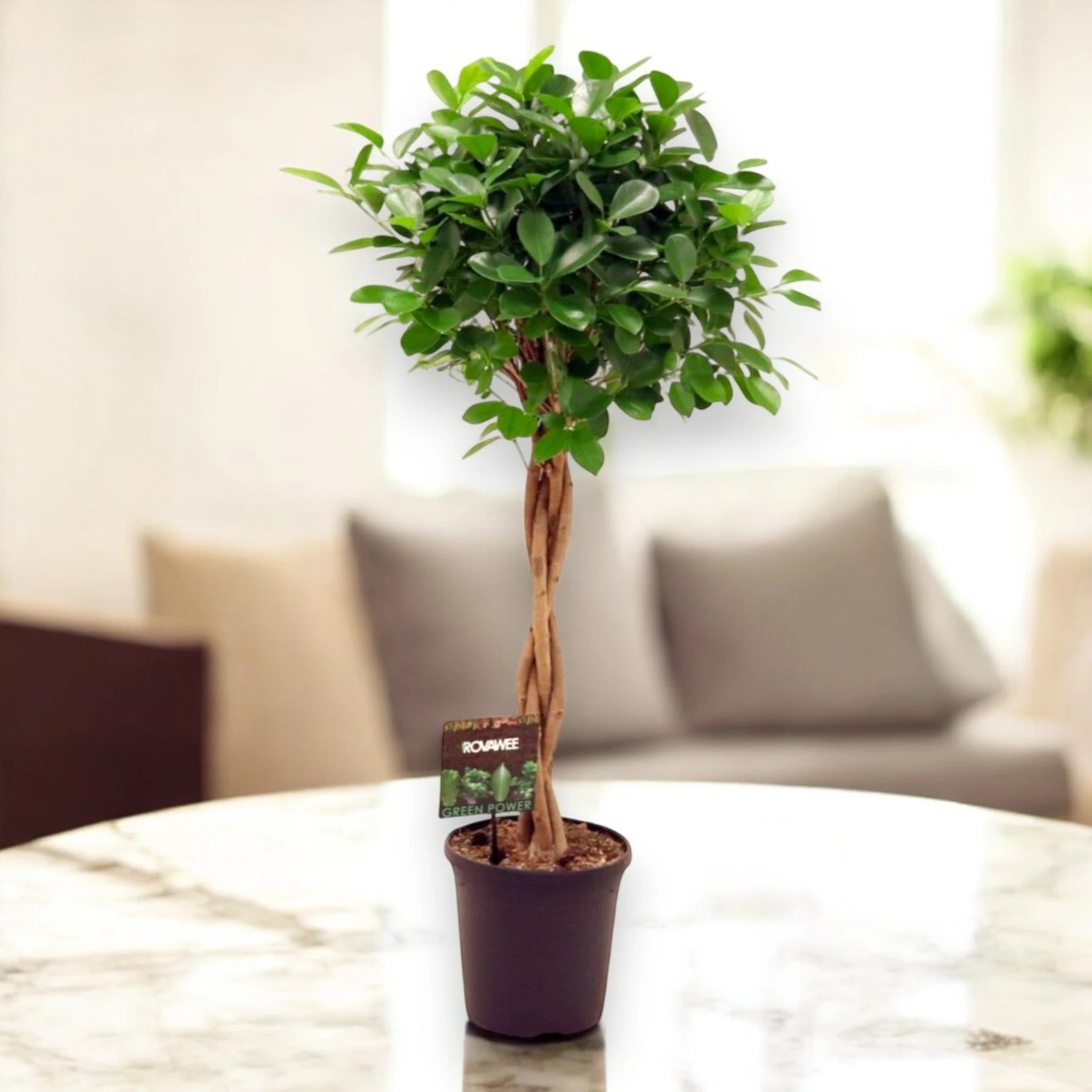 Ficus microcarpa 'Moclame'