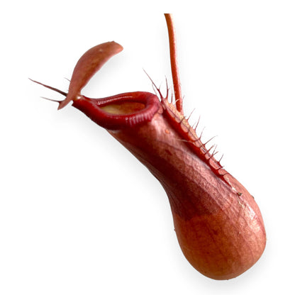 Nepenthes alata