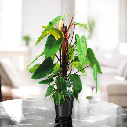 Philodendron 'Red Emerald'