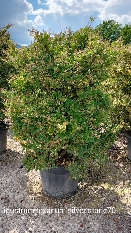 Ligustro - Ligustrum texanum