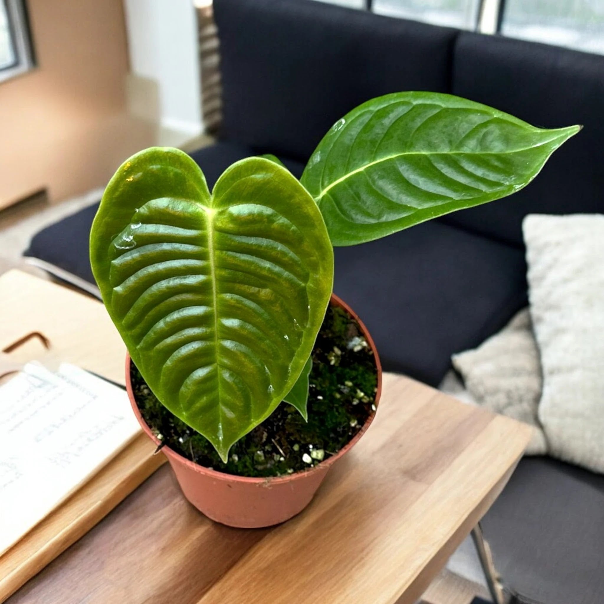 Anthurium veitchii