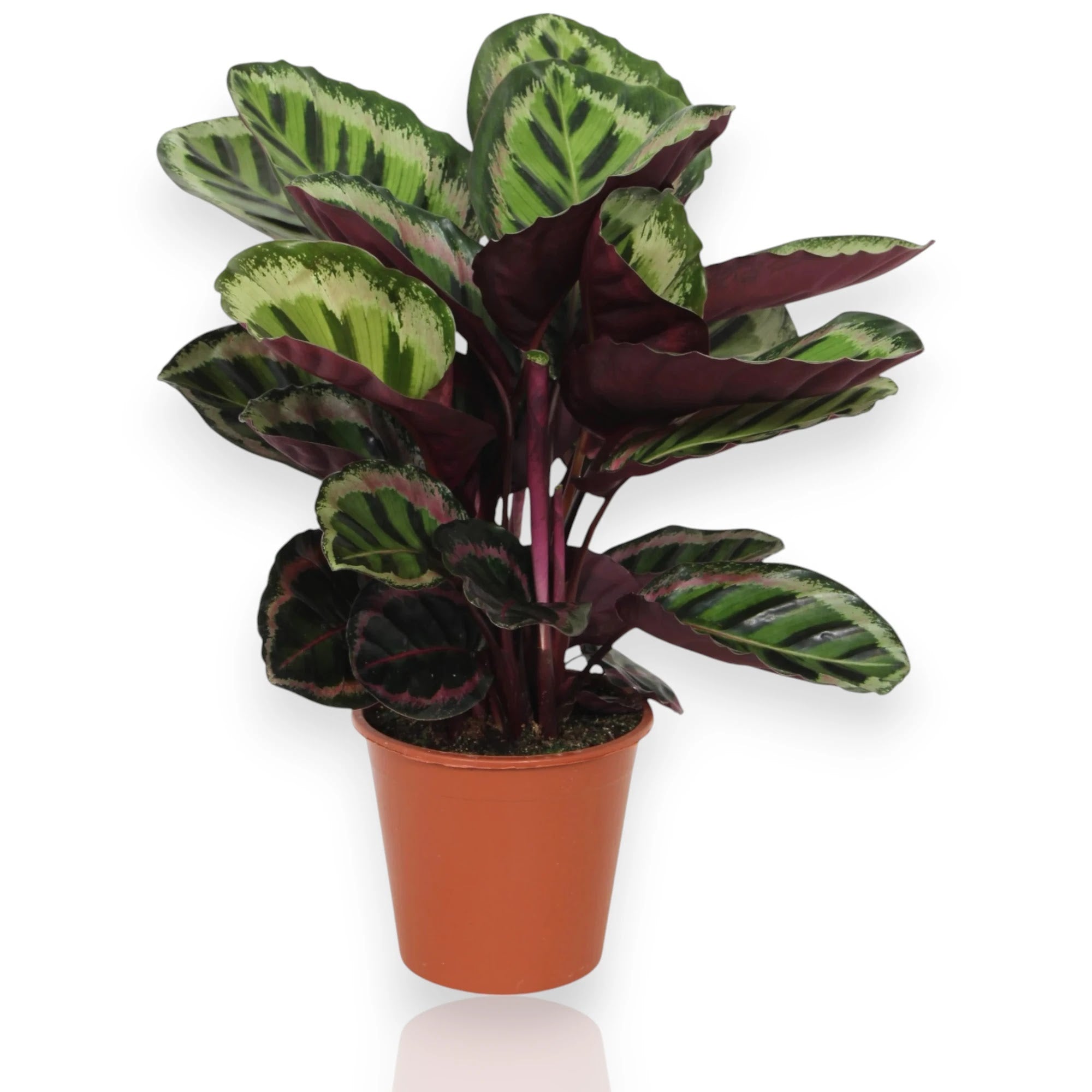 Calathea roseopicta Angela con foglie rosa e verdi in vaso decorativo da interno