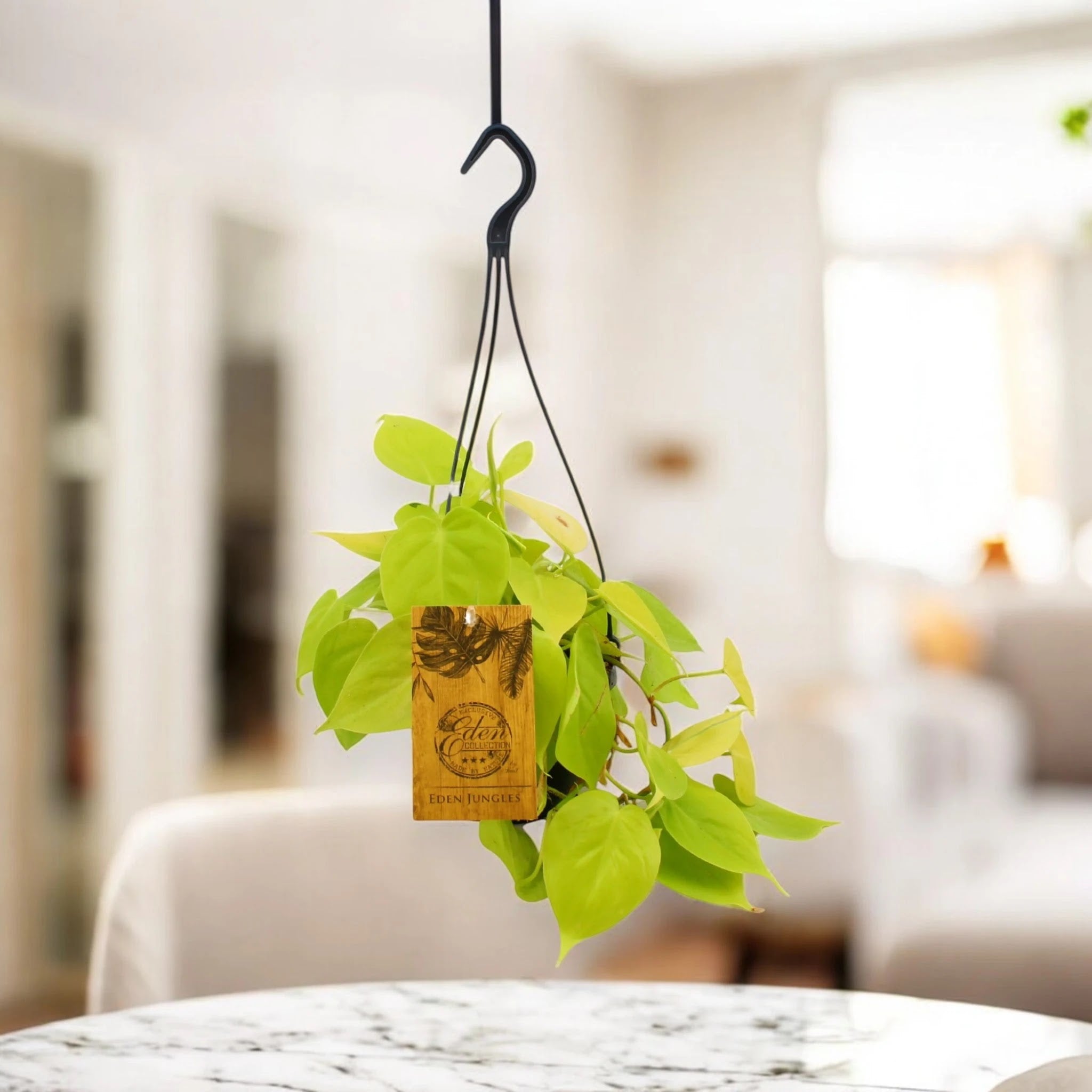Philodendron 'Micans'