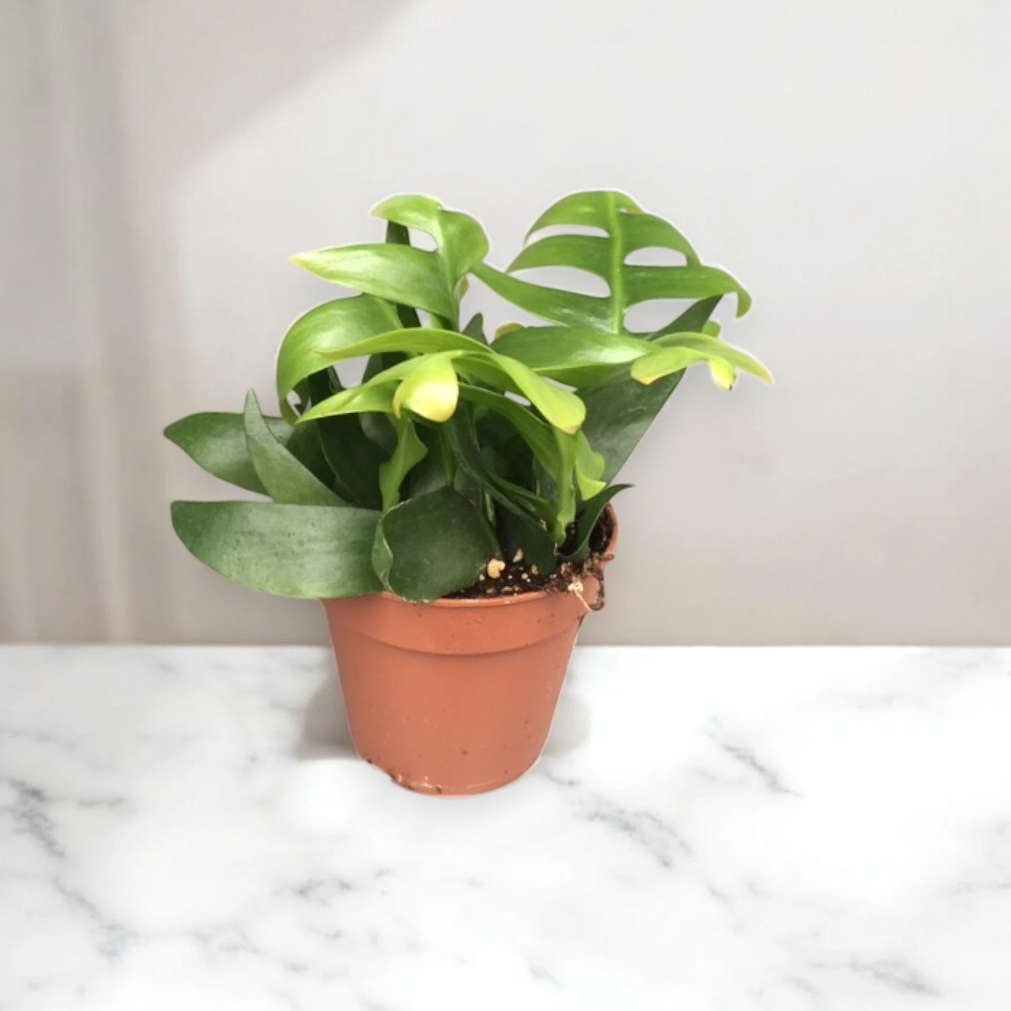 Epiphyllum chrysocardium