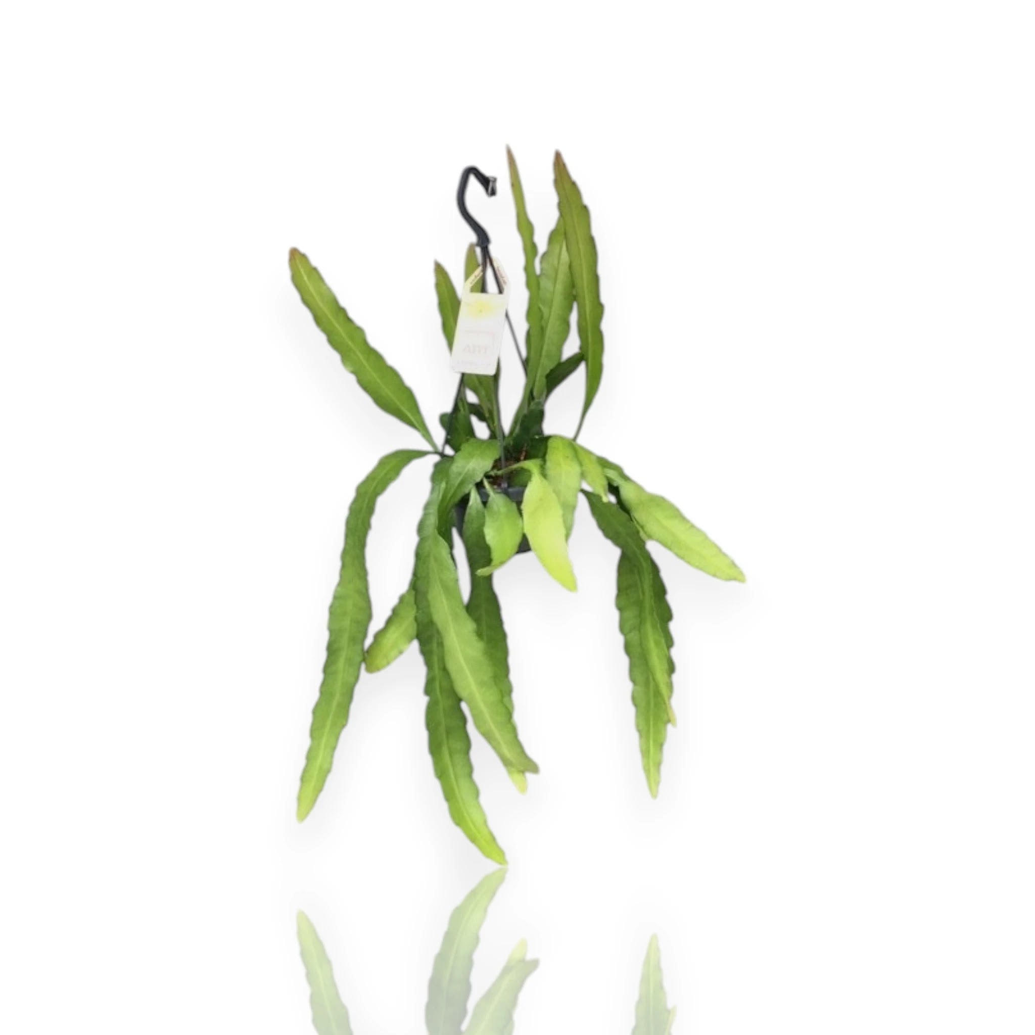 Epiphyllum fruhlingsgold con fusti piatti carnosi in vaso, cactus orchidea da interno