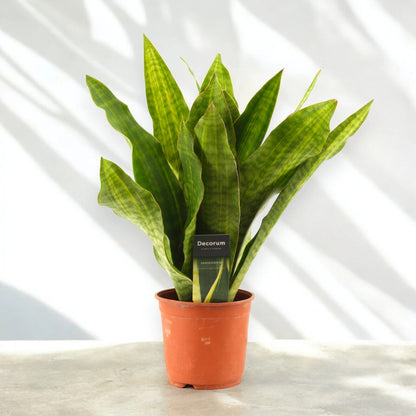 Sansevieria trifasciata aubry. 'Nite'