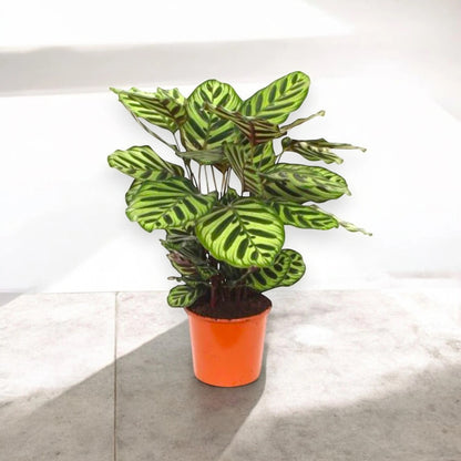 Calathea makoyana