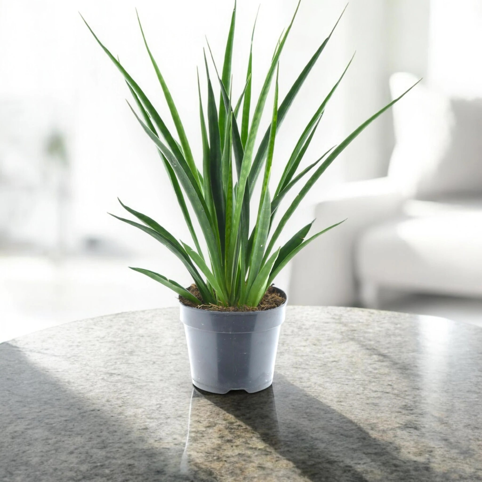 Sansevieria 'Kirkii friends'
