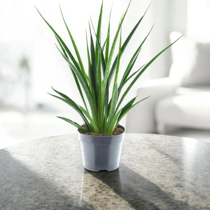 Sansevieria 'Kirkii friends'