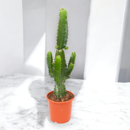 Euphorbia acrurensis