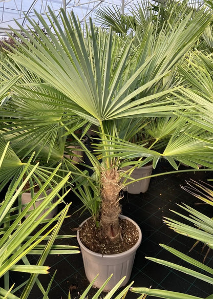 Trachicarpus fortunei