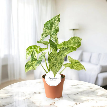 Syngonium 'Mottled'
