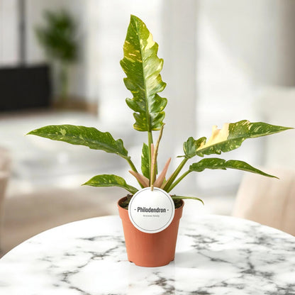 Philodendron ring of Fire