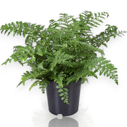 Asplenium parvati