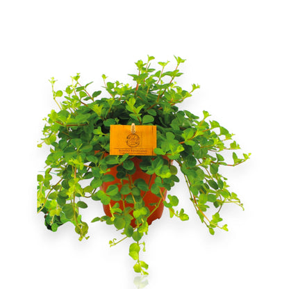 Peperomia rotundifolia in vaso sospeso con fusti ricadenti e foglie tonde verdi