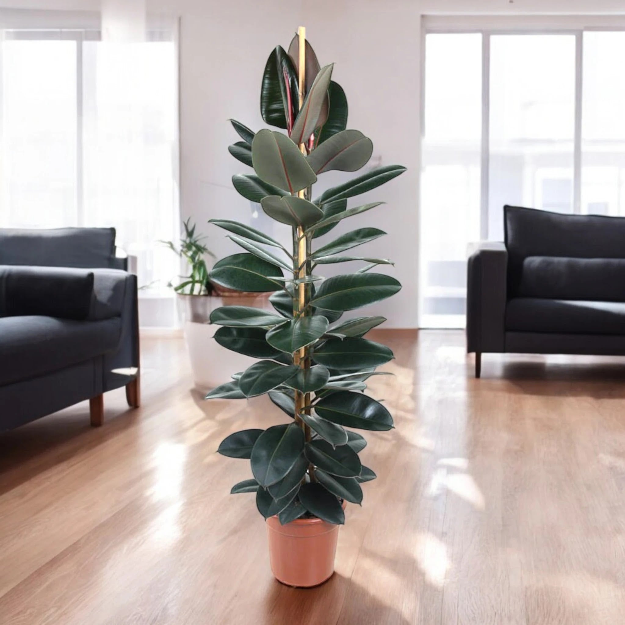 Ficus elastica 'Abidjan'