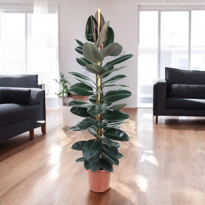 Ficus elastica 'Abidjan'