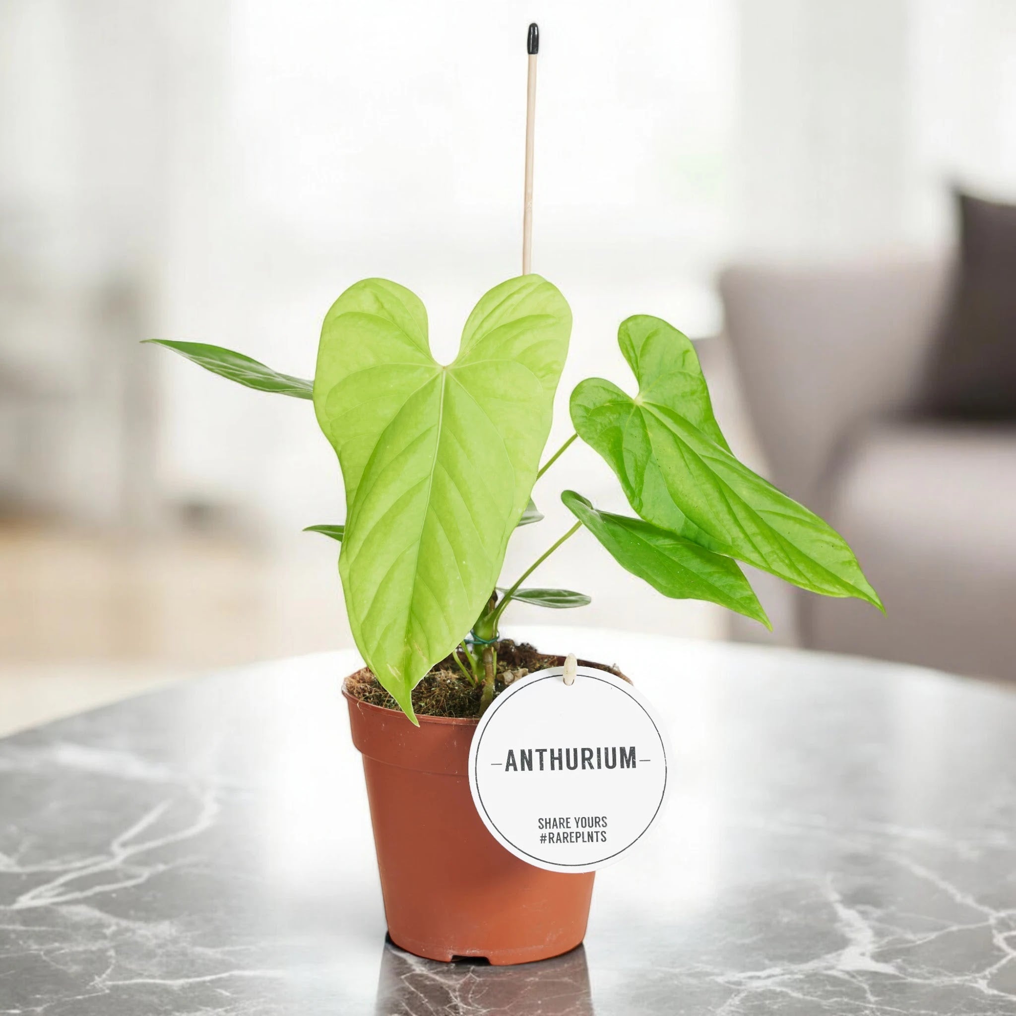 Anthurium 'Balaloanum'