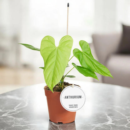 Anthurium 'Balaloanum'