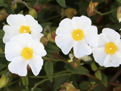 Cistus salviifolius, cesto compatto con fogliame grigio-verde e fiori bianchi dal centro giallo in giardino mediterraneo